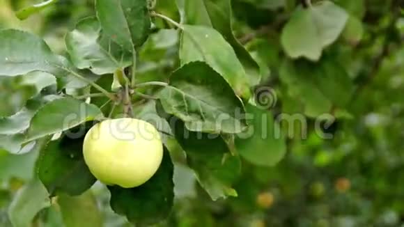微风中苹果树上的苹果视频的预览图