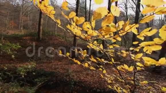 秋天的树叶在风稳定的特写镜头上摇曳视频的预览图