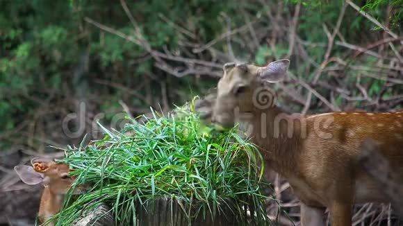 红鹿夫妇妈妈和宝宝喜欢吃青草视频的预览图