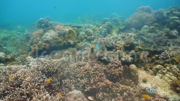 五颜六色的珊瑚和热带鱼珊瑚礁景观背景在深蓝色海洋中与鱼类和海洋生物视频的预览图