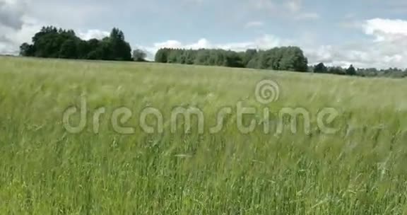 一片挥舞着绿色的野牛植物FS7004KRAW奥德赛7Q视频的预览图
