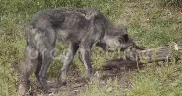 4K野狼电影包视频的预览图