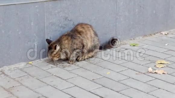 街猫吃食物高清视频视频的预览图
