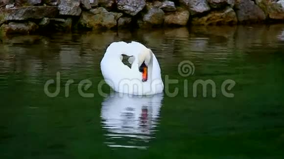 森林湖上的白天鹅视频的预览图