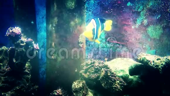 水族馆鱼漂浮特写视频的预览图