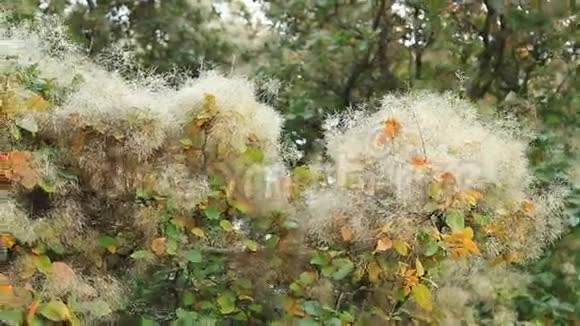 植物园里的烟树视频的预览图