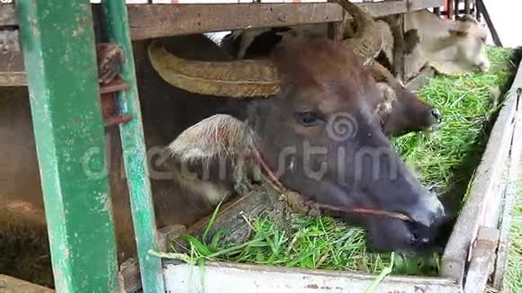 野牛和牛在摊子里吃着食物帕多克在农场视频的预览图