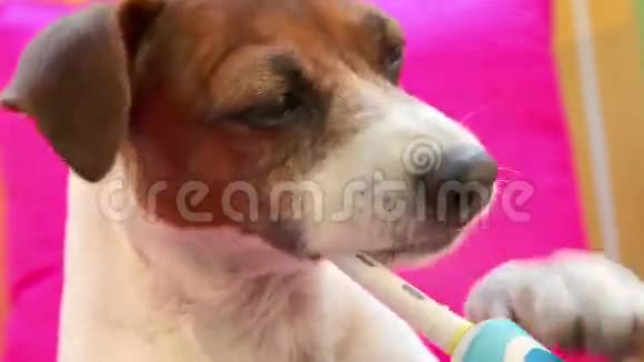 智能狗杰克罗斯塞尔用电动牙刷刷牙视频的预览图