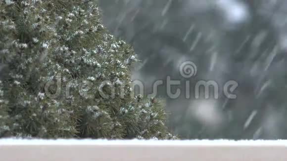 冬季暴风雪背景为常绿树视频的预览图