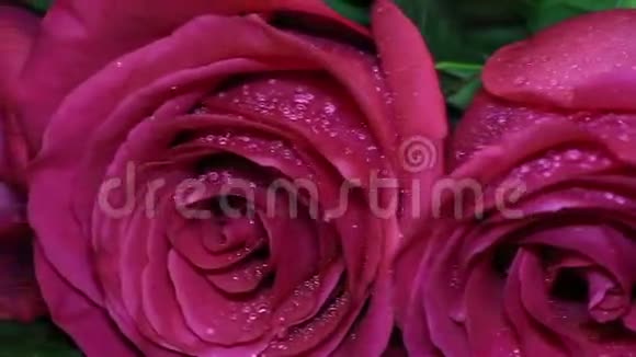 新鲜的粉红色玫瑰和干燥在美丽和视频的预览图