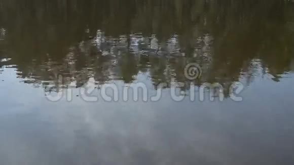 水面上树木的反射视频的预览图