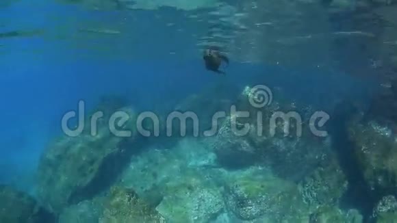 海狮在水下玩耍视频的预览图