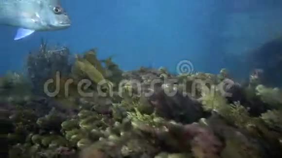 好奇的鱼在水下视频的预览图