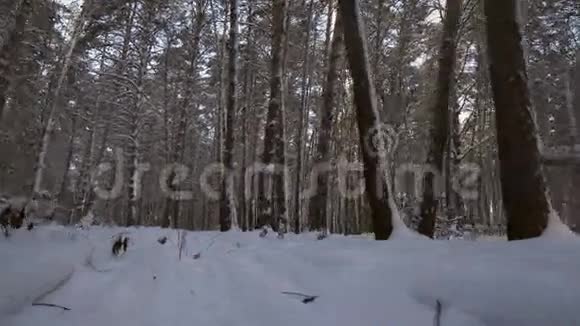 穿越美丽的冬季白雪覆盖的森林录像视频的预览图
