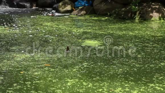 展望公园宾宁瀑布漂浮瓶污染视频的预览图