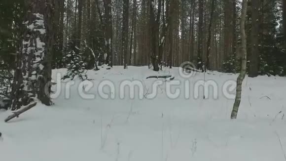 在一个冬天的公园里积雪覆盖着树木缓慢的运动视频的预览图