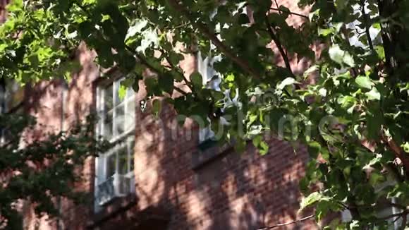 布鲁克林高地住宅前景焦点视频的预览图