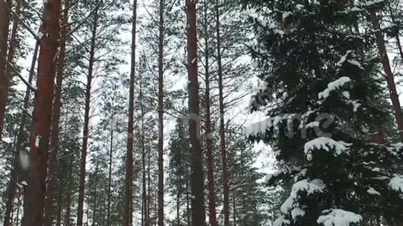 在一个冬天的公园里积雪覆盖着树木缓慢的运动视频的预览图