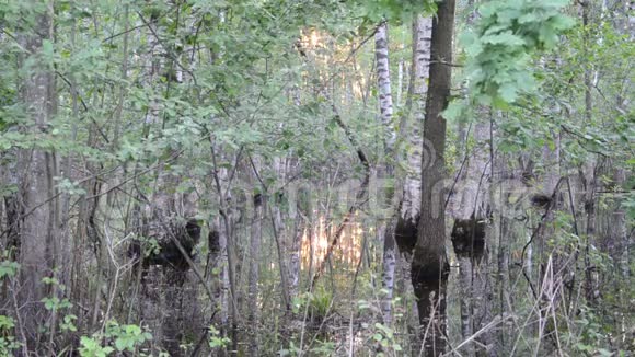 淹没的树木阳光反射视频的预览图