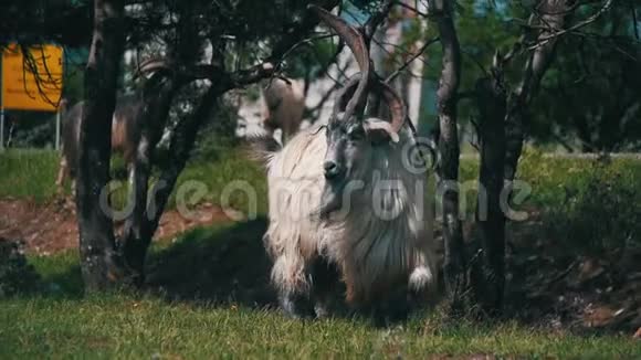 大角羊主阿尔法公羊在羊群放牧在田间慢动作视频的预览图