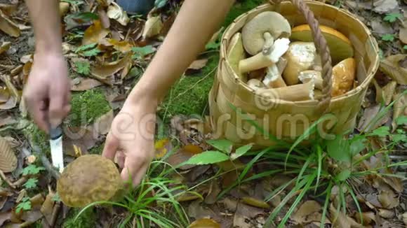 大自然中户外活动的概念森林中蘑菇的采集一只手的特写切断了视频的预览图
