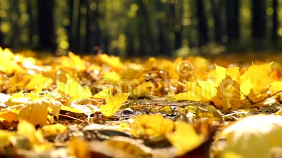 大自然走在秋天一个人正在秋天的森林里散步秋天公园里的人视频的预览图