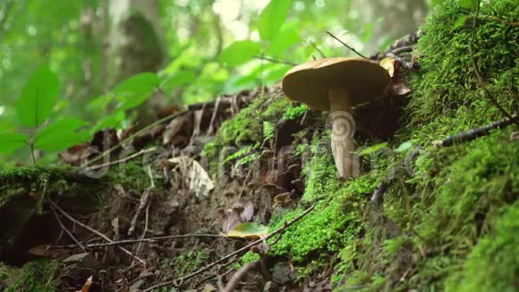 大自然中户外活动的概念森林中蘑菇的采集一只手的特写切断了视频的预览图