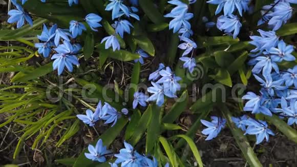 花园里的蓝雪茄花阳光明媚的日子里第一朵春花随风摆动视频的预览图