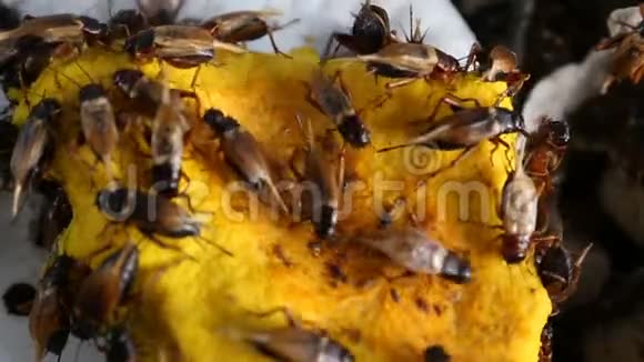 蟋蟀吃南瓜视频的预览图