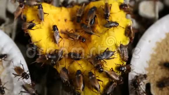 蟋蟀吃南瓜视频的预览图