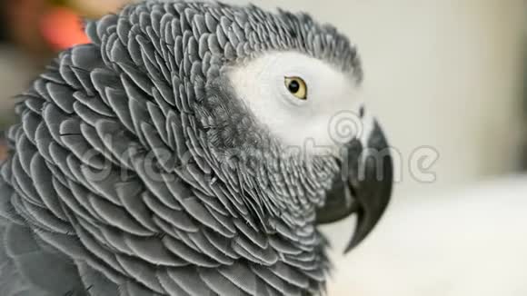 红尾一夫一妻制非洲刚果灰色鹦鹉同伴雅科是流行的鸟类宠物原产于赤道地区视频的预览图