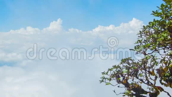 云背景上的树从山顶眺望泰国清迈视频的预览图