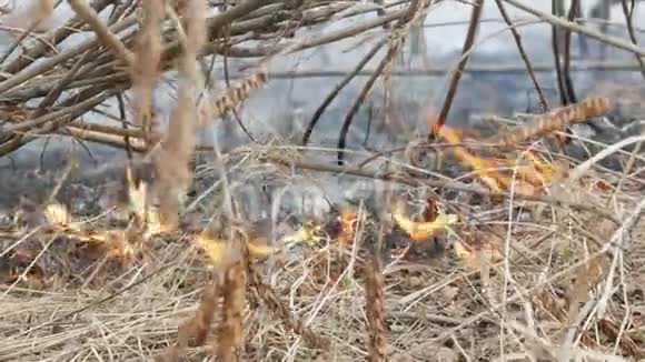 自然界中危险的野火燃烧干草林间空地上长满了黑草视频的预览图