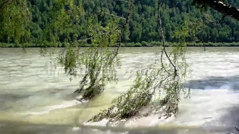 桦树在水里分支春季洪水视频的预览图