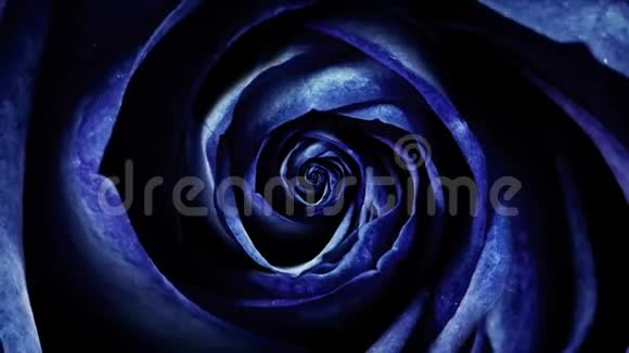 抽象深蓝色柔和的玫瑰花瓣旋转的花朵无缝的环罗丝布德旋转的俯视图催眠视频的预览图