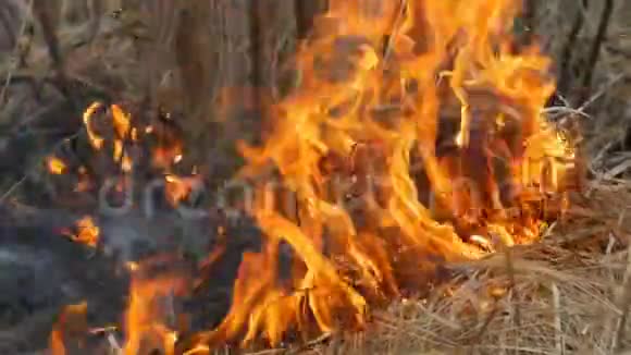 自然界中危险的野火燃烧干草林间空地上长满了黑草视频的预览图