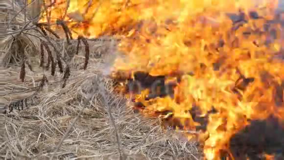 自然界中危险的野火燃烧干草林间空地上长满了黑草视频的预览图