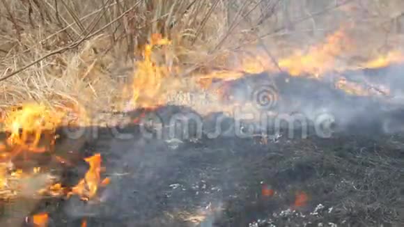 自然界中危险的野火燃烧干草林间空地上长满了黑草视频的预览图