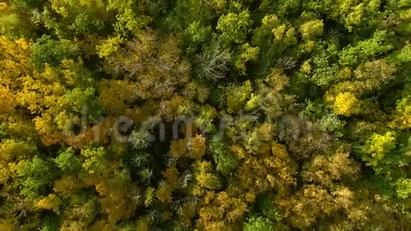 秋林航拍阳光明媚的一天一架无人机飞过一片森林和一座山视频的预览图