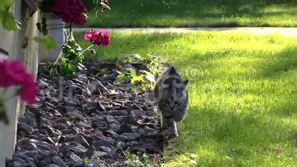 小猫猫走在房子的窗台旁开着花视频的预览图