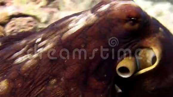 八爪鱼在马尔代夫海底的特写宏观视频视频的预览图