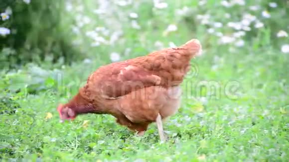 红母鸡在大自然中吃草视频的预览图