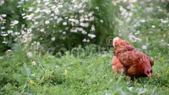 红母鸡在大自然中吃草视频的预览图
