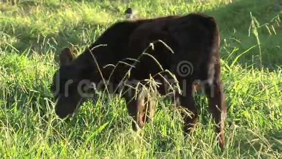 澳大利亚内陆的小鸟牛视频的预览图