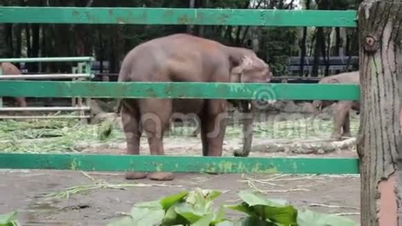 呆在笼子里的可爱印尼大象视频的预览图