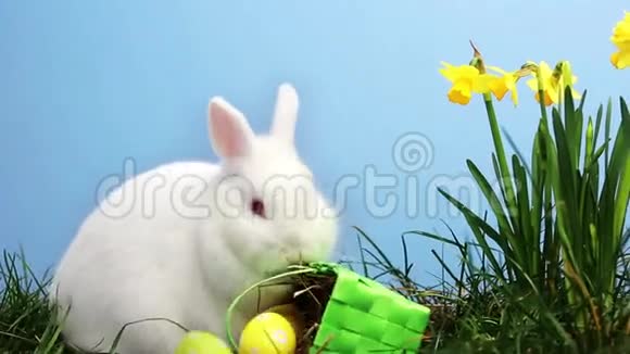 兔子用水仙花和一篮子复活节彩蛋在草地上嗅来嗅去视频的预览图