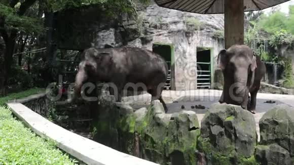 呆在笼子里的可爱印尼大象视频的预览图