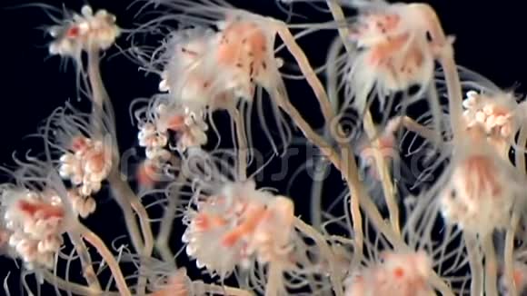 白海黑背景下的管状钟状水母视频的预览图