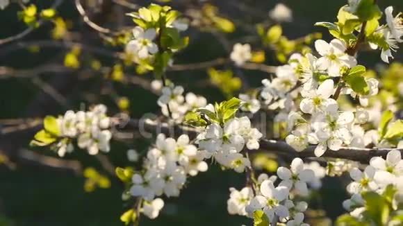 白色樱花慢慢盛开视频的预览图