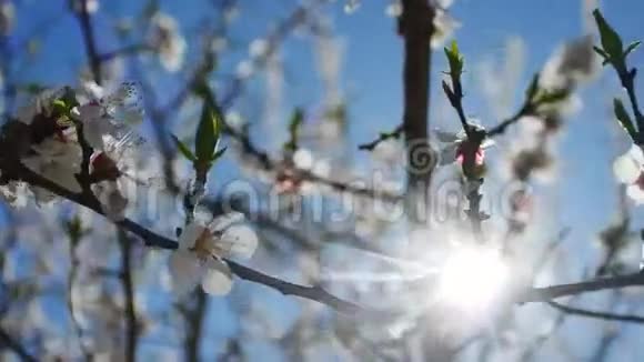 杏枝花开春天阳光眩光视频自然景观视频的预览图
